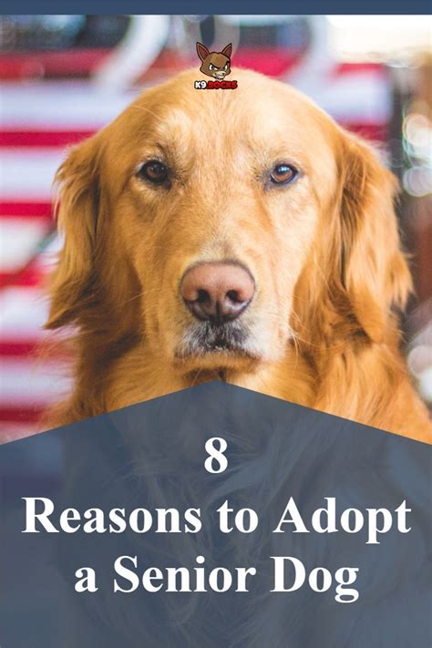 8 Reasons To Adopt A Senior Dog K9 Rocks In 2021 Senior Dog Dogs