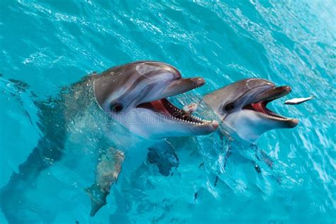 A Group Of Cute Smart Dolphins Eating Fish In The Ocean Stock Photo