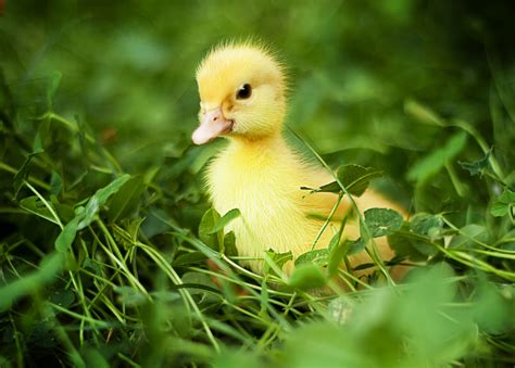 Duck Full Hd Wallpaper And Background Image 3384x2424 Id409477