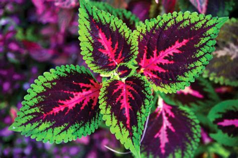 How To Keep Coleus Healthy In Pots In Summer Horticulture
