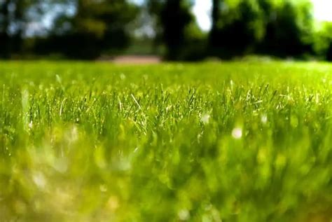 How To Keep Your Lawn Green All Summer Complete Guide American Lawns Lawn Tips And Outdoor