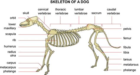 CANINE ANATOMY: Skeleton of a Dog - from Chinaroad Lowchens of Australia