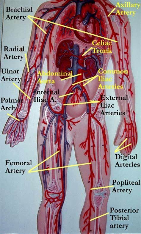 Click on label for the labeled model. Circulatory System Model Labeled. Vascular System Models ...