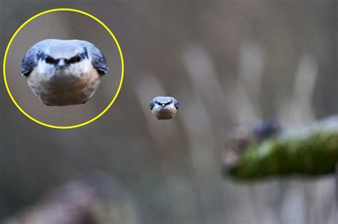 Real Life Angry Bird Captured In Stunning Photograph