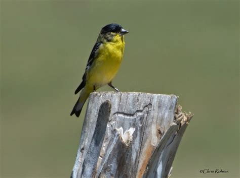 Male songs are highly variable as they mimic many other inhabiting open brushy areas and forest edges, the lesser goldfinch is also common in suburban areas where flowering plants grow and thistle and. Las Aventuras: June 2014