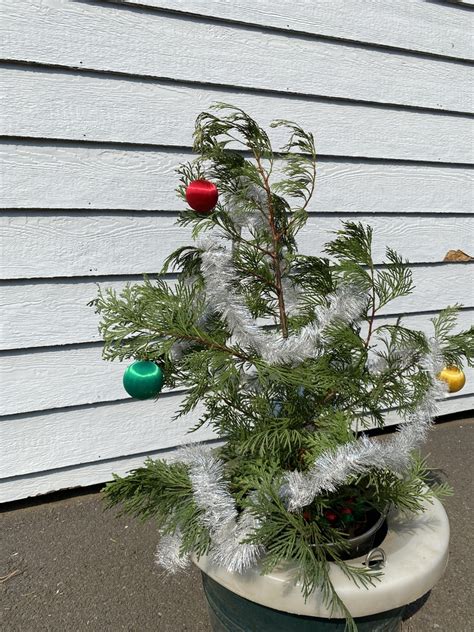 Charlie Brown Christmas Trees Mt Shasta Wild