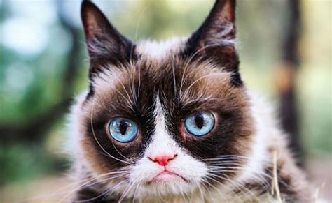 Viral Star Grumpy Cat Passes Away Is Memorialized In