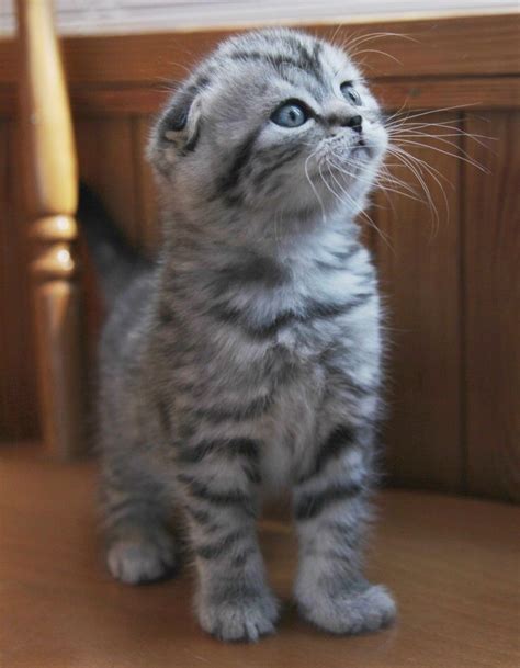 Katze vermisst mit flohhalsband aus itzenbüttel. Scottish Fold Munchkin kittens for sale | Baby katzen ...
