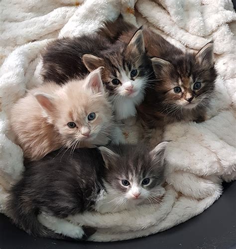 Gorgeous, lovely & playful purebred maine coon kittens available for sale! Our Kittens | Maine Coon Kittens for Sale in UK