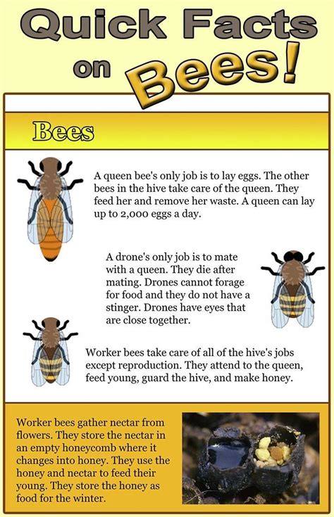 Honey Bee Facts Fun Facts Basic Facts Random Facts Animal Outline