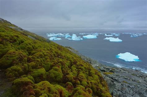 Antarctica Is Getting Greener