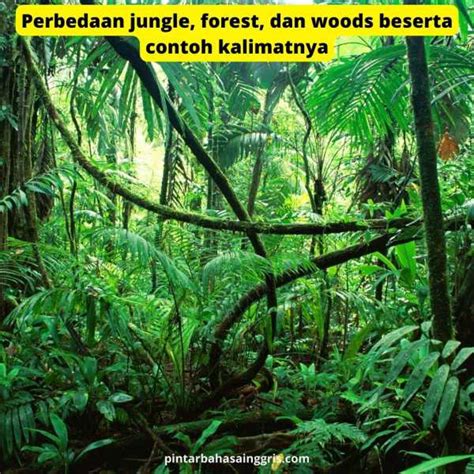 Perbedaan Jungle Forest Dan Woods Beserta Contoh Kalimatnya General