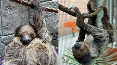 This Sylmar Sloth Is Getting Her Own Livestream Nbc Los Angeles