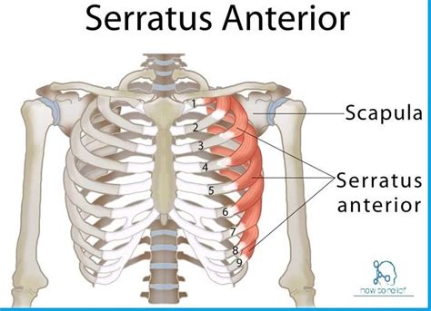 Serratus Anterior Origin And Insertion - Serratus Anterior: Origin, Insertion, Nerve Supply & Action » How To