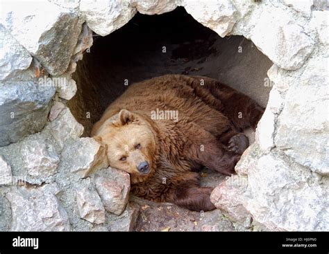 Brown Bear Sleeping In His Cave Stock Photo Alamy