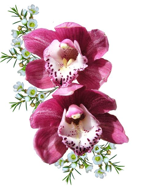 Orchid Flower Png Image Purepng Free Transparent Cc0 Png Image Library