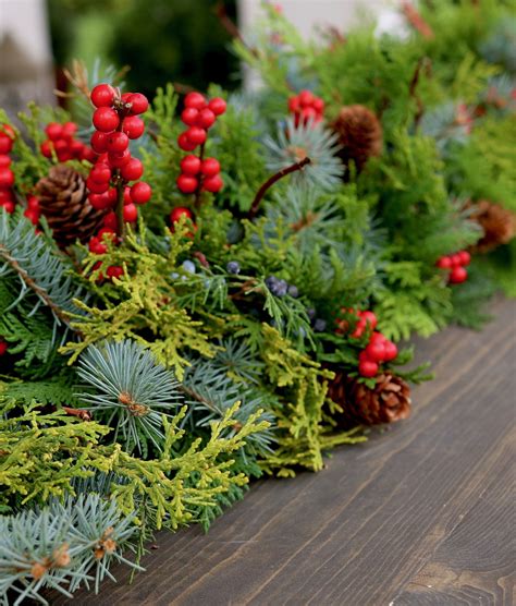 Christmas cactus plants ( schlumbergera bridgesii ) are epiphytes that grow naturally in trees in brazil. Get creative and save a bit of money too by making your ...