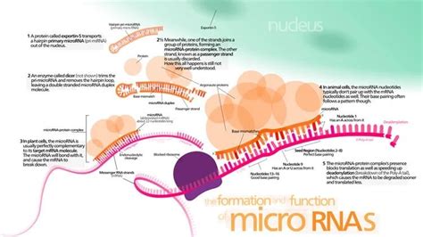 micrornas play important role in learning and memory formation neuroscience news