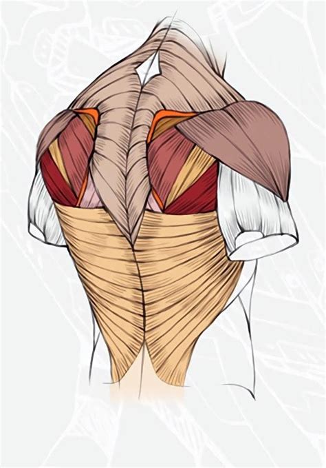 Диалоги Anatomy Sketches Human Anatomy Drawing Anatomy Reference