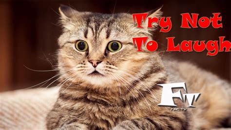 Funny Cats Videos Compilation 2017 Funny Animals Compilation 2017 Fa