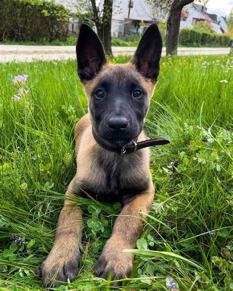 How Much Do Belgian Malinois Cost All You Need To Know