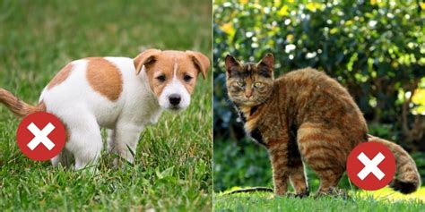 Is Cat Poop Toxic To Dogs