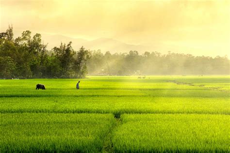 Top 13 Cánh đồng Lúa đẹp Nhất ở Việt Nam Thu Hút Khách Du Lịch Tìm