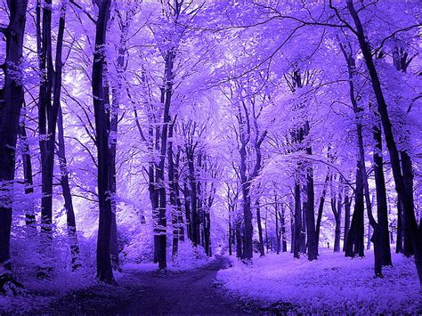 1366x768px 720p Free Download Purple Dreams Purple Woods Nature