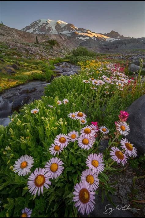 Flowers And Mountain Stream Nature Pictures Wild Flowers Scenery