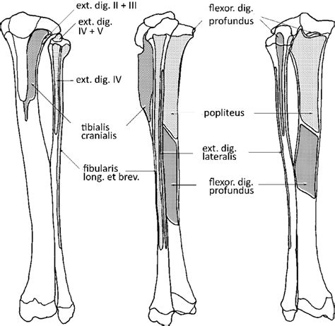 Left Tibia And Fibula Of Dendrolagus Lumholtzi Showing Areas Of Muscle