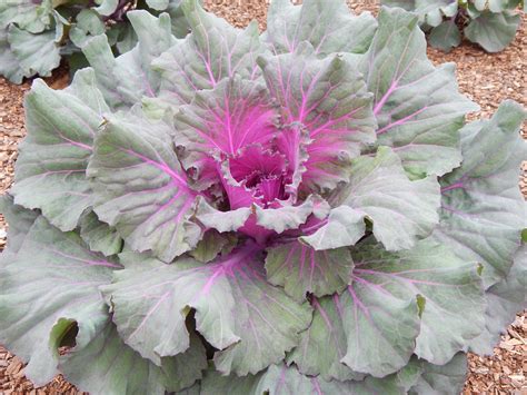 The plants grow 8 to 24 inches. Best Winter Flowers for Florida Gardens - Miss Smarty Plants