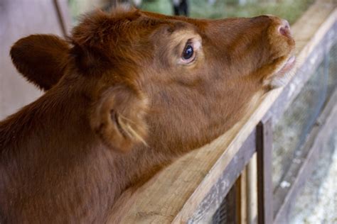 Calf Free Stock Photo - Public Domain Pictures