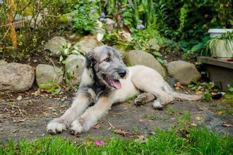 Irish Wolfhound Breed Information Guide Photos Traits And Care Bark Post