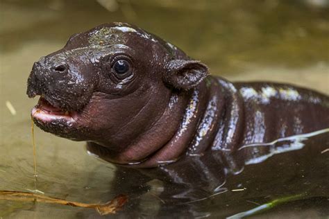 Endangered Pygmy Hippo Born At San Diego Zoo First In 30 Years