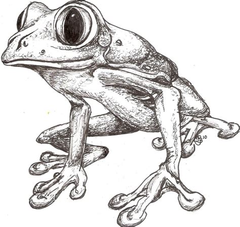 Frog Drawing Reference And Sketches For Artists