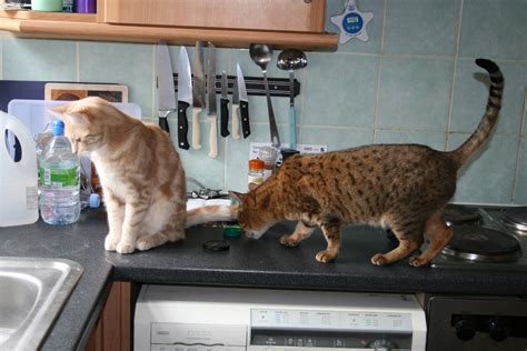 Cats On Kitchen Counter 