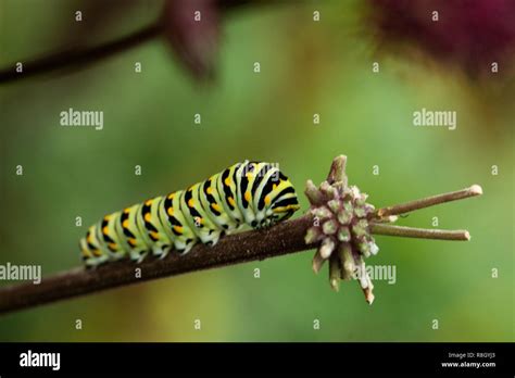 Instar Larva Hi Res Stock Photography And Images Alamy