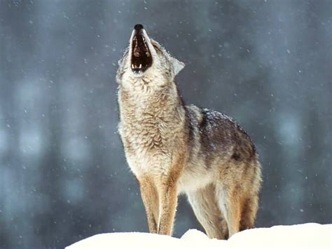 Wolf Pictures Howling Wolf