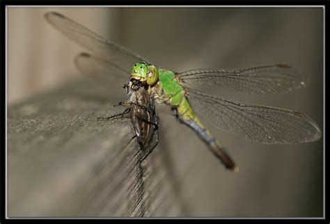 Dragonflies Bite Flickr Photo Sharing