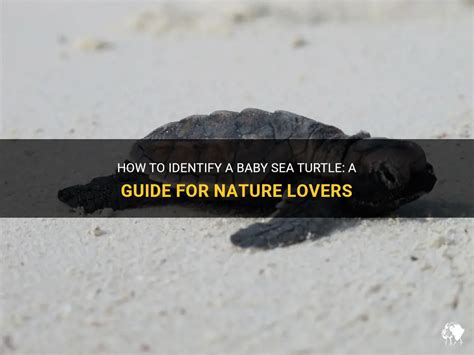 How To Identify A Baby Sea Turtle A Guide For Nature Lovers Petshun