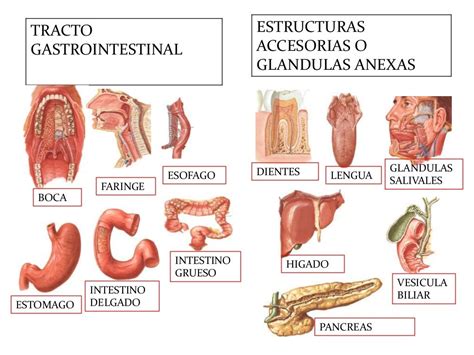 Aparato Digestivo Completo