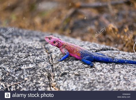 Red Headed Agama Lizard Sunning On A Rock Stock Photo Alamy