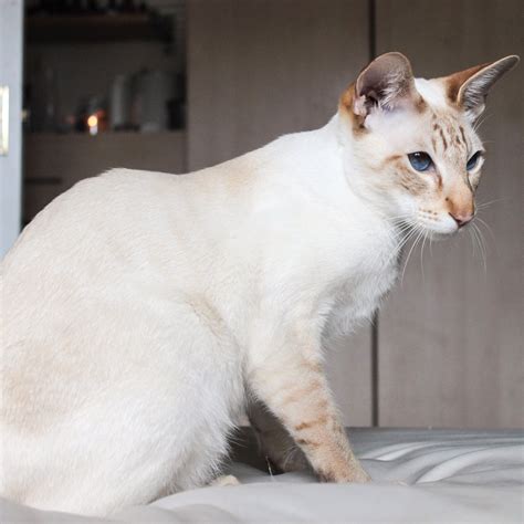 Draco Angel Faced Cinnamon Tabby Point Siamese Cat Cute Cats And