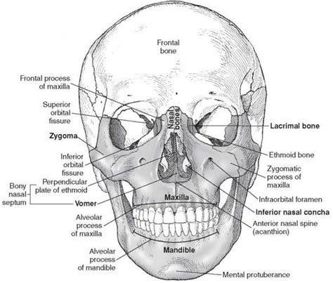 Cranium And Facial Bones Sectional Anatomy For Imaging Professionals