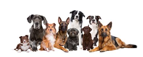 Group Of Nine Dogs Stock Photo Download Image Now Istock