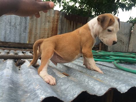 As much responsibility as it takes to care for a puppy, it's equally met. Mix Breed Puppies For Sale. Female 20k Male 12k in ...