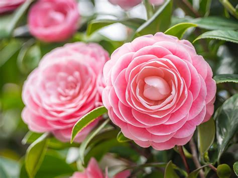 Camellia Japonica Tree