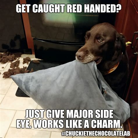 17 Hilarious Labrador Memes Guaranteed To Make You Laugh | Page 2 of 4 ...