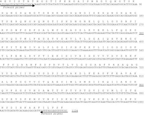 Nucleotide Sequence 1124 Bases And Amino Acid Sequence 374 Aa Of