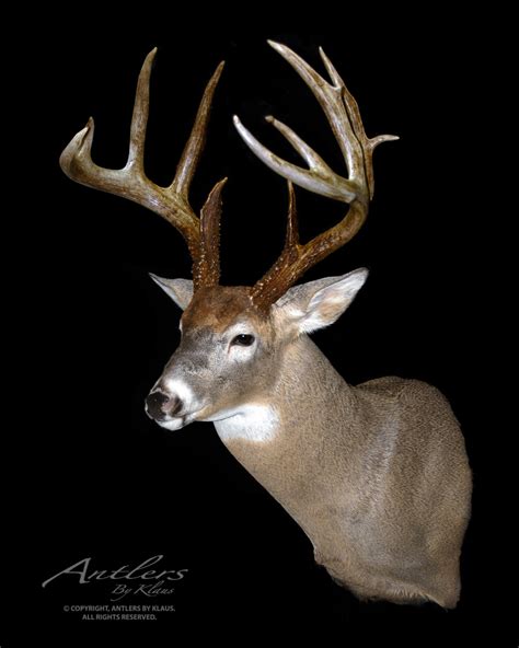 Brian Hill Buck Antlers By Klaus